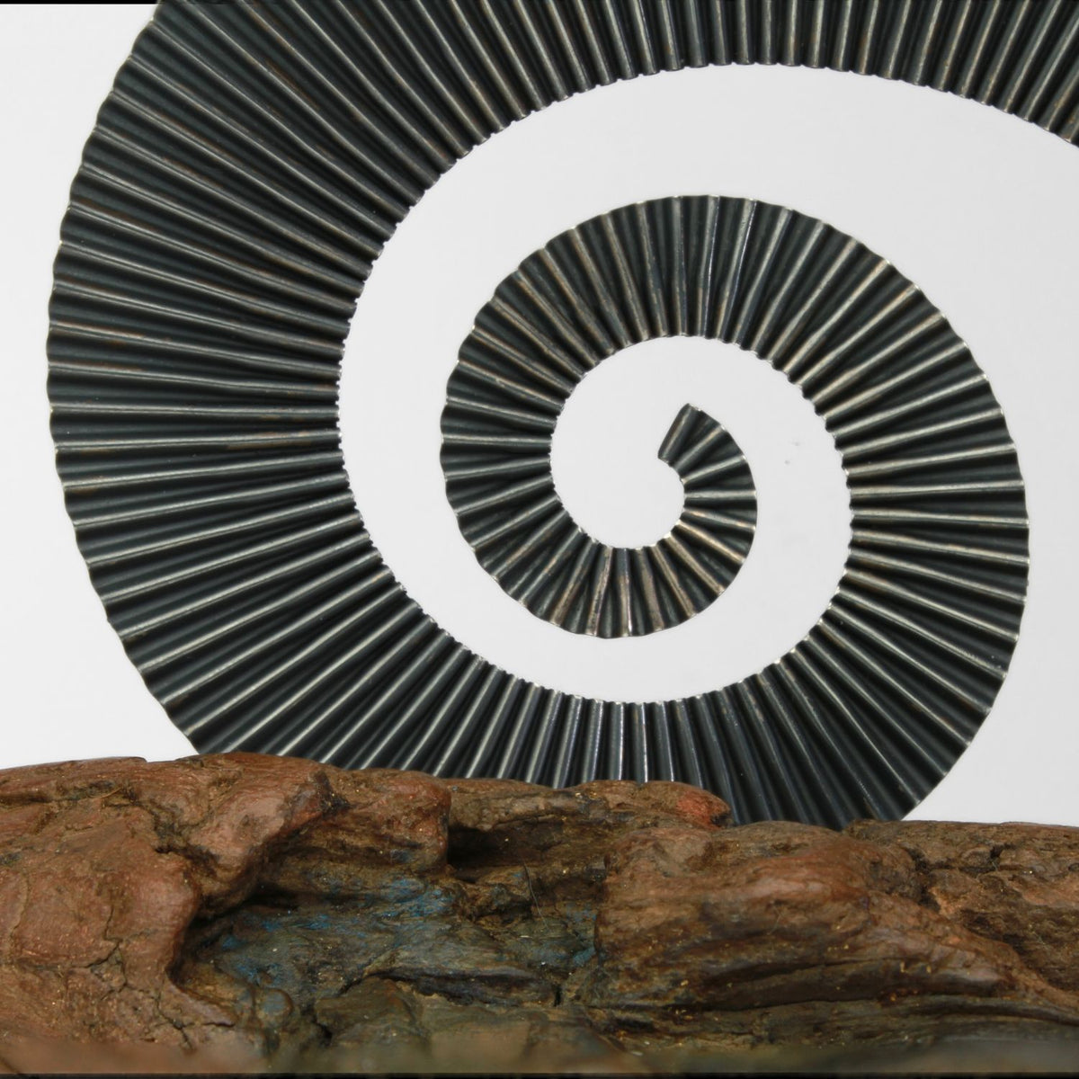 XXL black silver ammonite on driftwood with fishing tackle box by Suzie Horan
