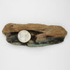 Silver ammonite bowl on driftwood by Suzie Horan